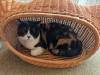 1505 - 20240120 Mocha Cat Cafe