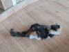 1506 - 20240120 Mocha Cat Cafe