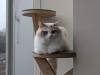 1507 - 20240120 Mocha Cat Cafe