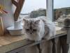 1509 - 20240120 Mocha Cat Cafe
