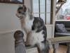 1511 - 20240120 Mocha Cat Cafe
