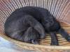 1512 - 20240120 Mocha Cat Cafe