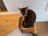 1513 - 20240120 Mocha Cat Cafe