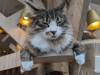 1515 - 20240120 Mocha Cat Cafe