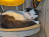 1516 - 20240120 Mocha Cat Cafe