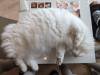 1517 - 20240120 Mocha Cat Cafe