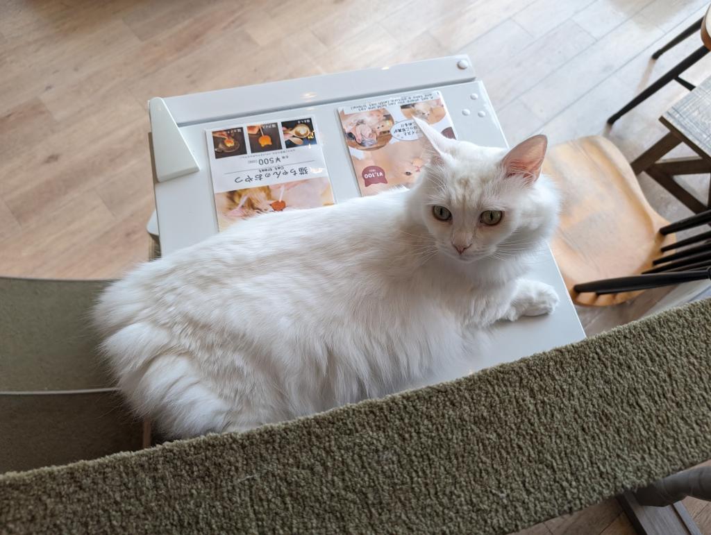 1504 - 20240120 Mocha Cat Cafe