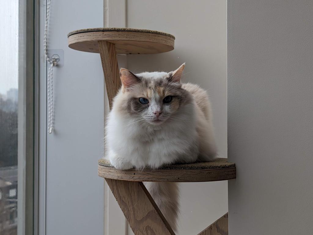 1507 - 20240120 Mocha Cat Cafe