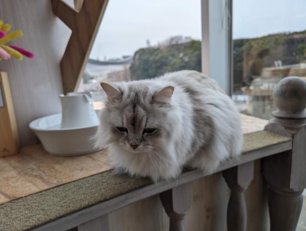 1509 - 20240120 Mocha Cat Cafe