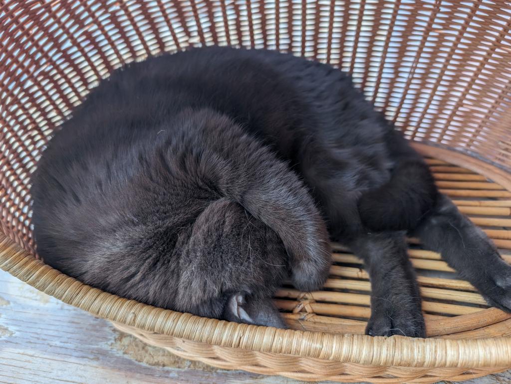 1512 - 20240120 Mocha Cat Cafe