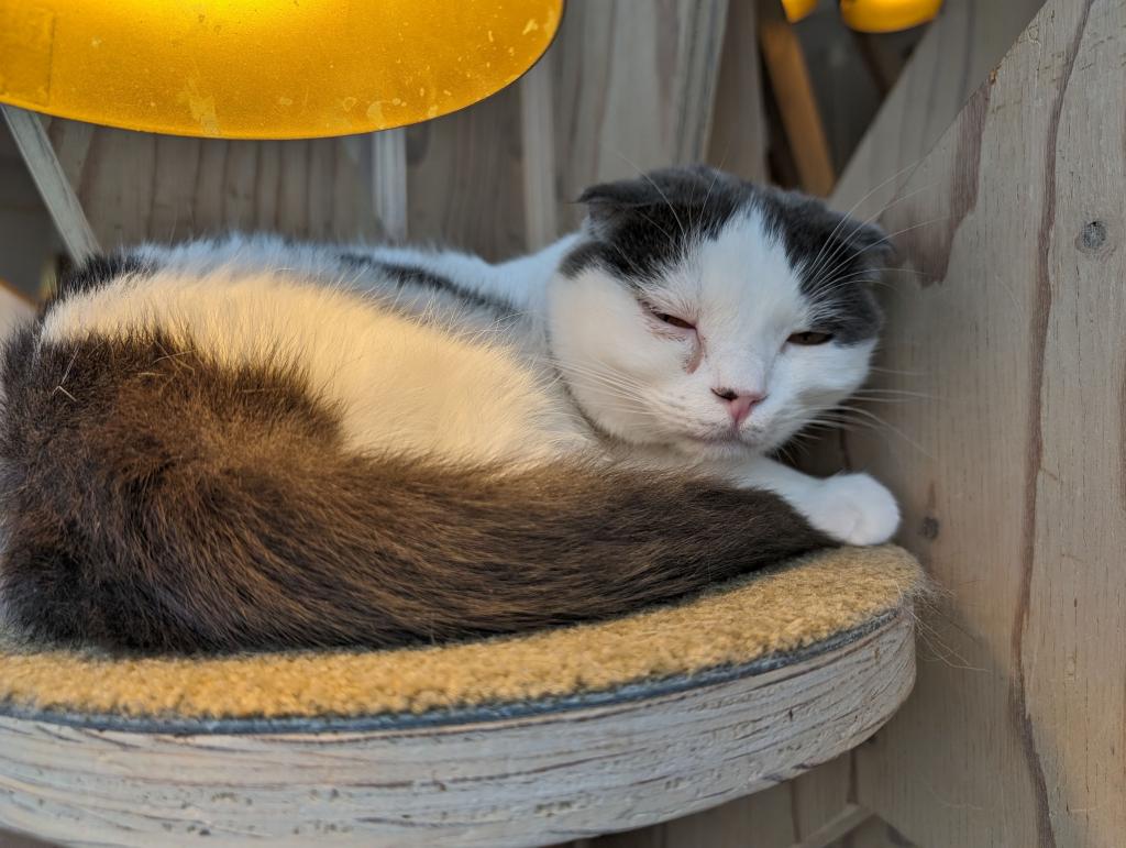 1516 - 20240120 Mocha Cat Cafe