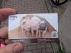 1232 - 20250411 Takeshita Animal Cafes Google Pixel 9 Pro XL