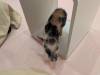 1256 - 20250411 Takeshita Animal Cafes Google Pixel 9 Pro XL