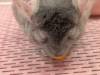 1355 - 20250411 Takeshita Animal Cafes Google Pixel 9 Pro XL