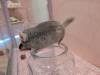 1356 - 20250411 Takeshita Animal Cafes Google Pixel 9 Pro XL