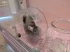 1357 - 20250411 Takeshita Animal Cafes Google Pixel 9 Pro XL