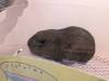 1358 - 20250411 Takeshita Animal Cafes Google Pixel 9 Pro XL