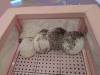 1361 - 20250411 Takeshita Animal Cafes Google Pixel 9 Pro XL