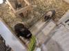 Album: 2025/04/12 - Odaiba Animal Cafe