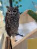 1589 - 20250412 Odaiba Animal Cafe Google Pixel 9 Pro XL