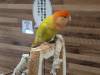 1590 - 20250412 Odaiba Animal Cafe Google Pixel 9 Pro XL