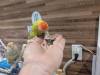 1591 - 20250412 Odaiba Animal Cafe Google Pixel 9 Pro XL