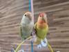 1593 - 20250412 Odaiba Animal Cafe Google Pixel 9 Pro XL