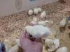 1597 - 20250412 Odaiba Animal Cafe Google Pixel 9 Pro XL