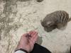 1609 - 20250412 Odaiba Animal Cafe Google Pixel 9 Pro XL