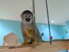 1625 - 20250412 Odaiba Animal Cafe Google Pixel 9 Pro XL