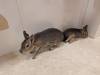 1630 - 20250412 Odaiba Animal Cafe Google Pixel 9 Pro XL