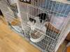 2179 - 20250413 Takayama Cat Cafe Google Pixel 9 Pro XL