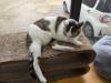 2180 - 20250413 Takayama Cat Cafe Google Pixel 9 Pro XL