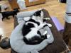 2184 - 20250413 Takayama Cat Cafe Google Pixel 9 Pro XL