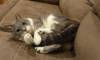 413 - Five Couch Play Tail