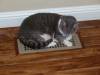 430 - Five Vent