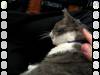 501 - Purr