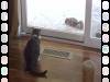 910 - Chat Squirrel
