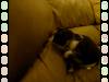 970 - Attack Couch