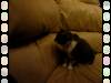 971 - Attack Couch