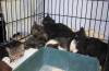 101 - 20030518 CatFair