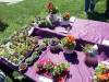 105 - 20170430 Cupertino Cherry Blossom Festival