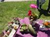 106 - 20170430 Cupertino Cherry Blossom Festival