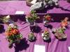 107 - 20170430 Cupertino Cherry Blossom Festival