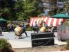 112 - 20170430 Cupertino Cherry Blossom Festival