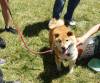 120 - 20170430 Cupertino Cherry Blossom Festival