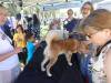 123 - 20170430 Cupertino Cherry Blossom Festival