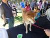 124 - 20170430 Cupertino Cherry Blossom Festival