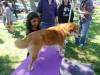 125 - 20170430 Cupertino Cherry Blossom Festival