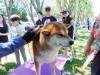 127 - 20170430 Cupertino Cherry Blossom Festival